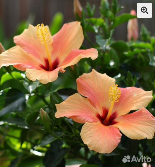 Гибискус китайская роза cairo apricot