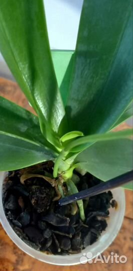 Орхидея фаленопсис Эквестрис