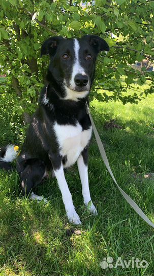 Метис борзой