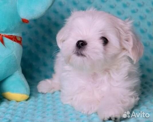 Мальтийская болонка. Мальтезе. Щенки. Мини