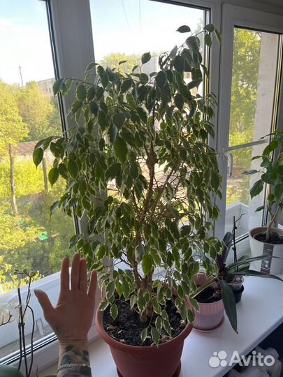 Фикус бенджамина большой