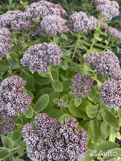 Очиток садовые цветы