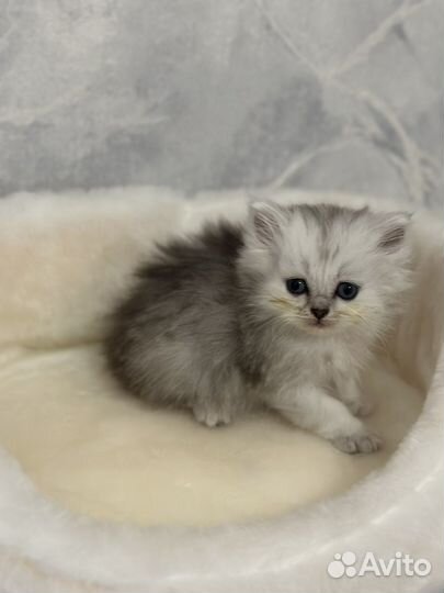 Британская