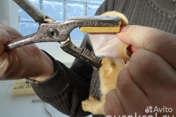 Клейматор для клеймения кроликов, собак