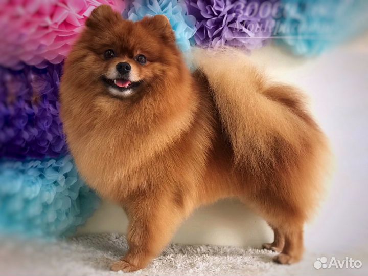 Груминг шпица