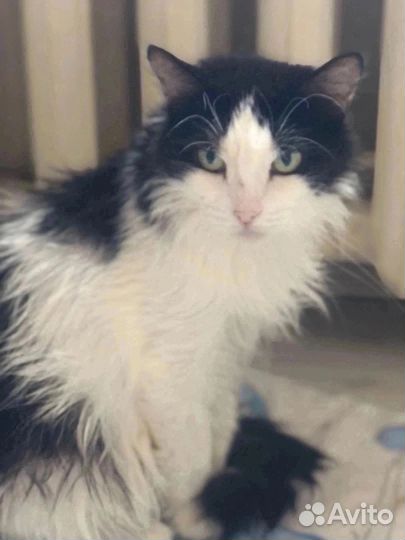 Маруся ищет дом