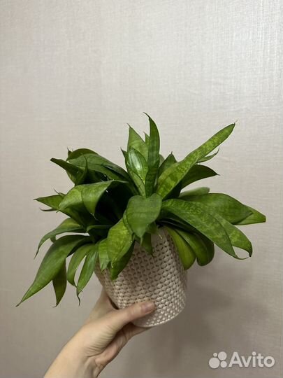 Сансевиерия ханни