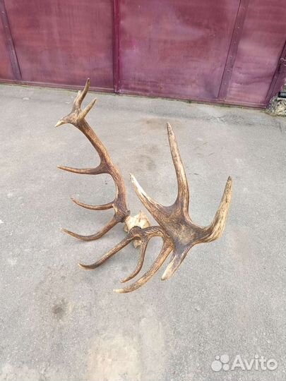 Рога оленя с черепом
