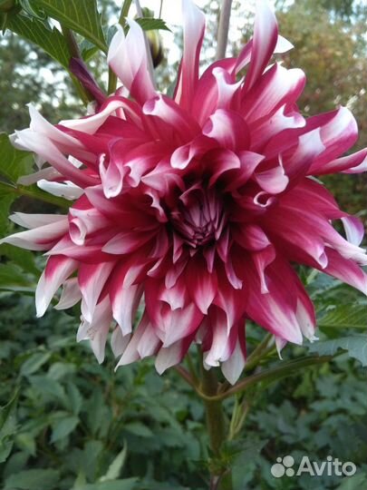 Канны, георгины