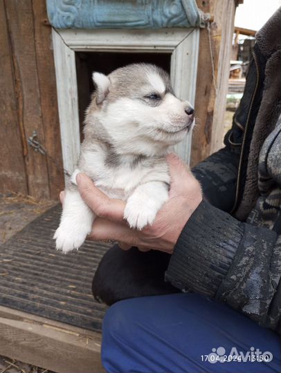 Хаски,девочки