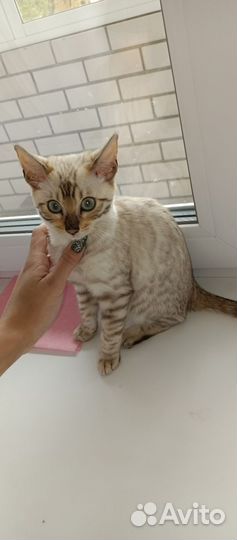 Бенгальский котëнок