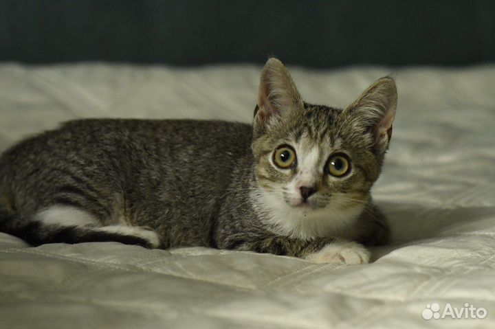 Котенок Луна ищет семью