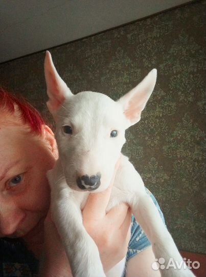 Бультерьер м