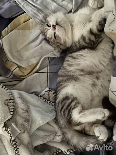 Котенок мальчик вислоухий