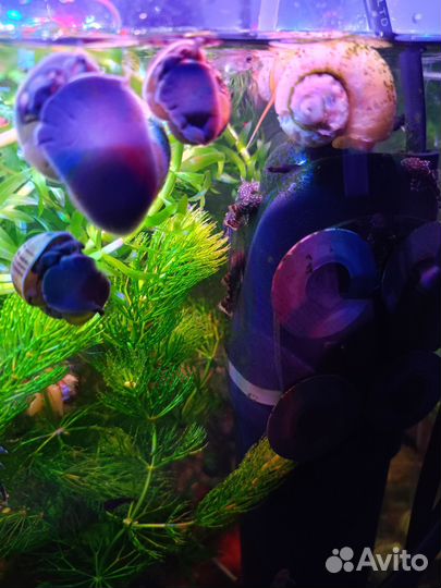 Сомики анцитрусы