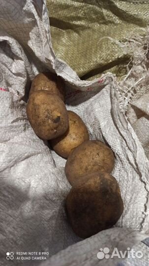 Продам картофель