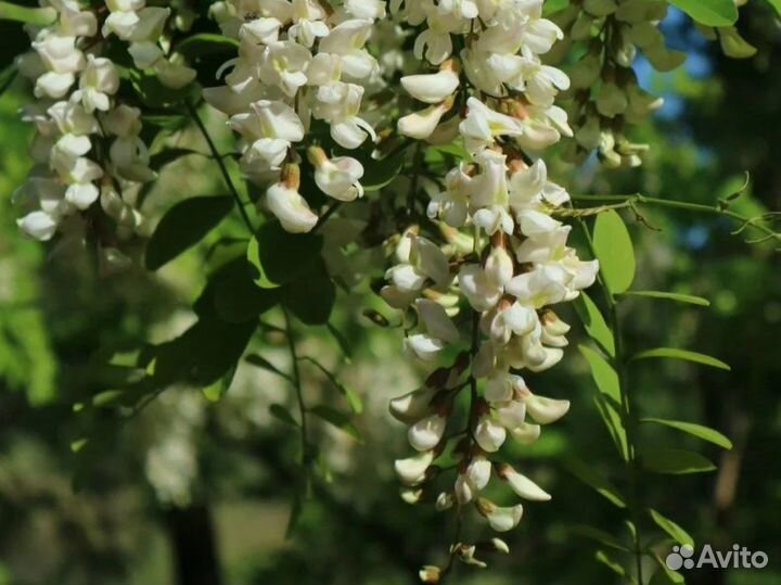 Мед натуральный горный