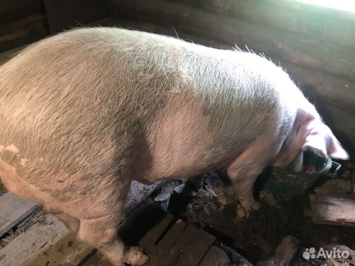 Хряк на племя