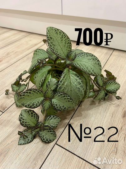 Комнатные растения