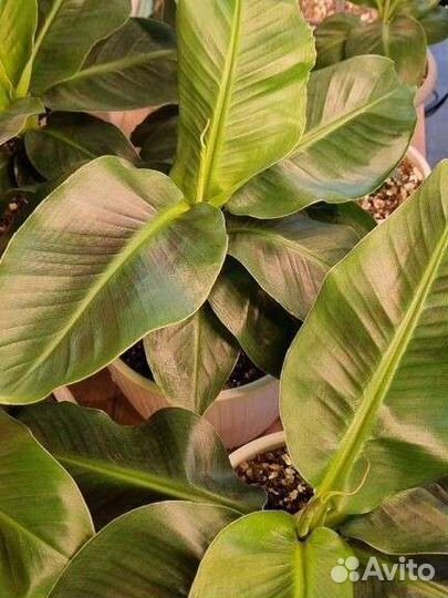 Банан комнатный