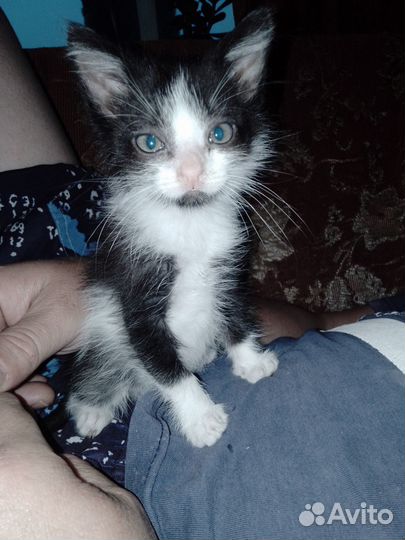 Шибздик- милый котёнок