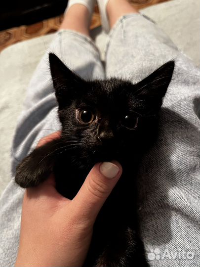 Котята отдам даром