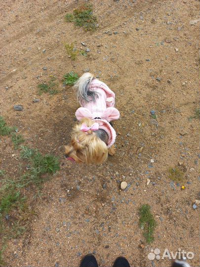 Бантики для собак