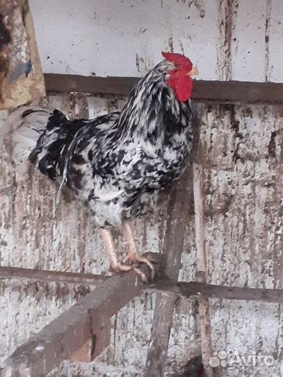 Цыплята суточные, австралорп