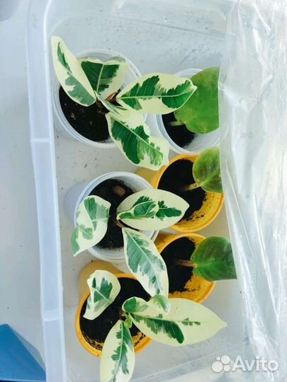 Фикус микрокарпа альбомаргината