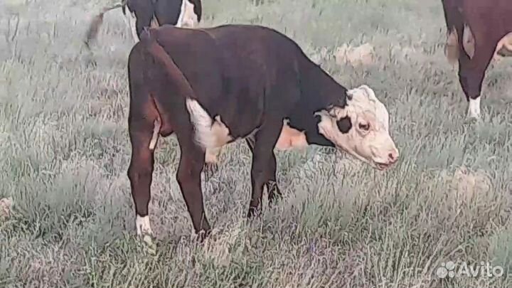 Бычки, телочки