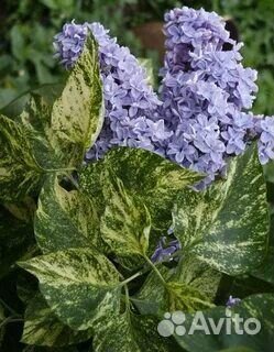 Спиреи, сирень, Актинидия, голубика