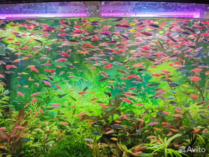 Аквариумные рыбки,улитки,креветки,растения,корм