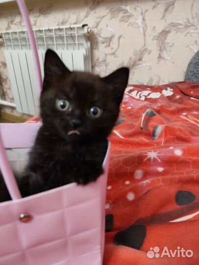Котята
