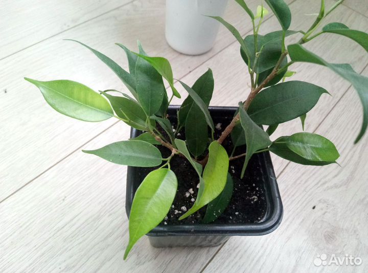 Фикус мелколистный