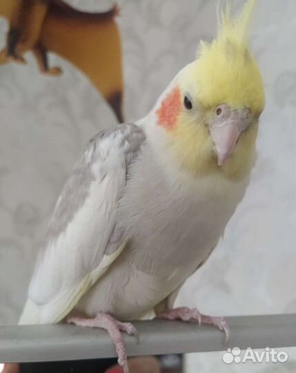 Попугай Корелла самец