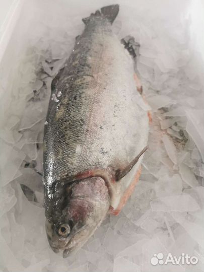 Форель Карелия