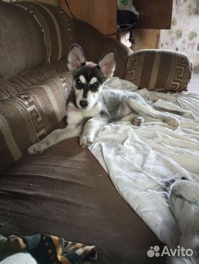Щенки хаски бесплатно