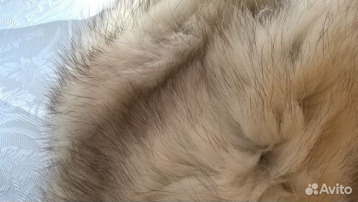 Голубой песец