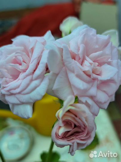 Пеларгония зональная