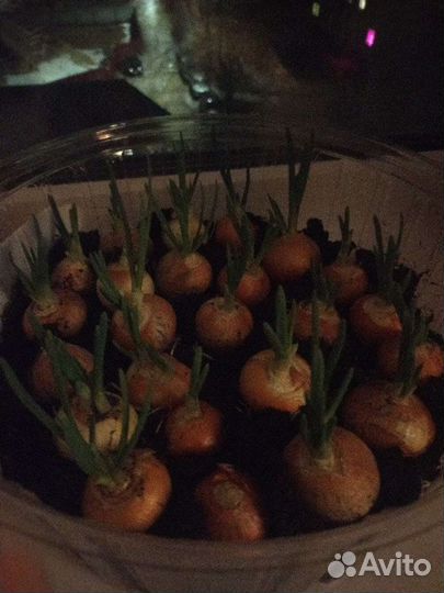 Продаётся лук