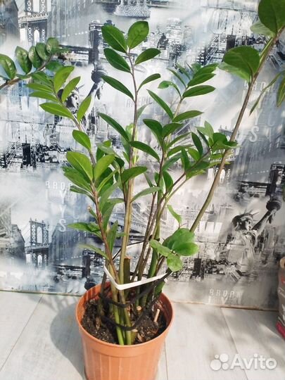 Замиокулькас