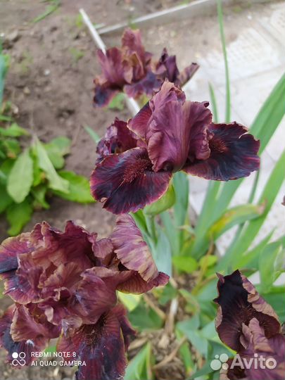 Карликовые ирисы