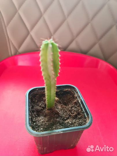 Продам цветы комнатные