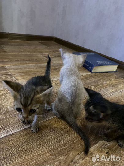 Котята в добрые руки