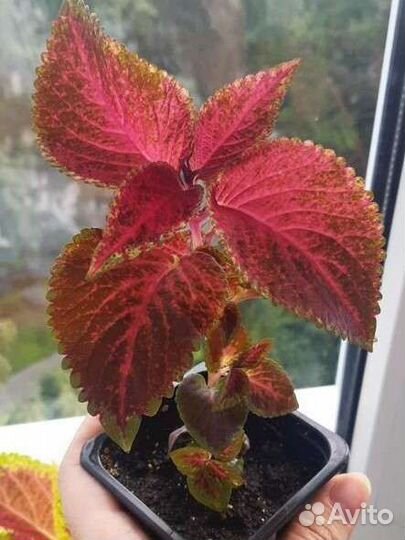 Колеусы Блюме