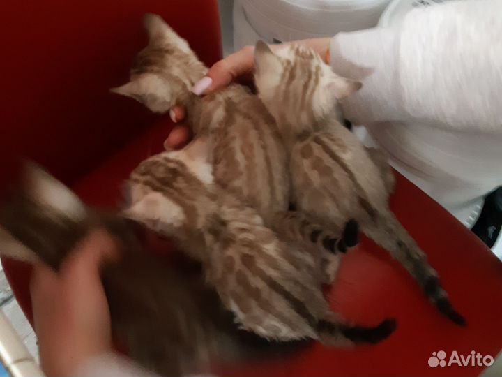 Бенгальские котята