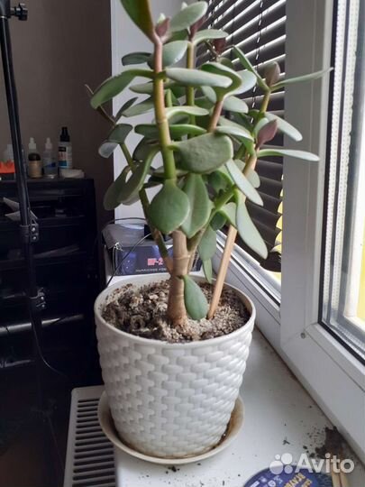 Комнатные растения