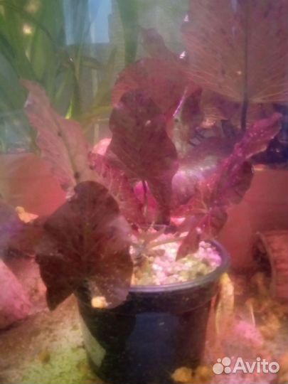 Улитки ампулярии