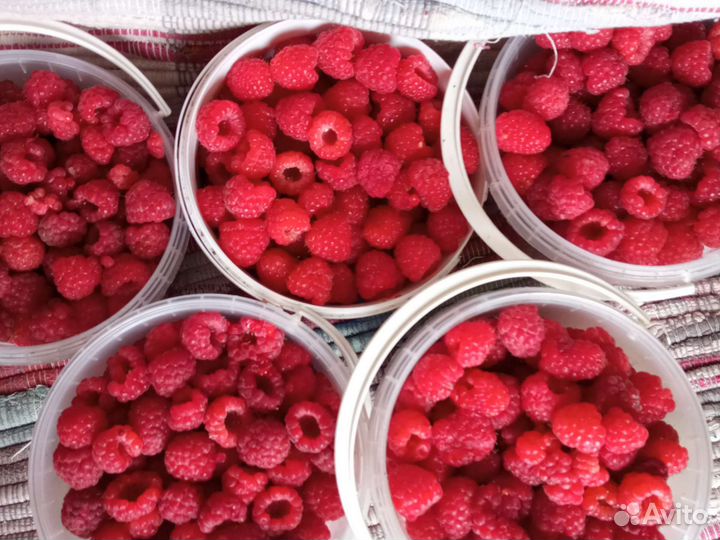 Ягода Малина