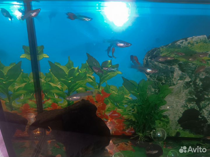 Аквариумные рыбки гуппи